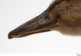 Wild duck Anas platyrhynchos beak head 0005.jpg